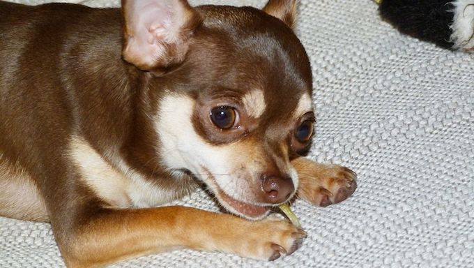 El Paso Chihuahuas - Wikipedia