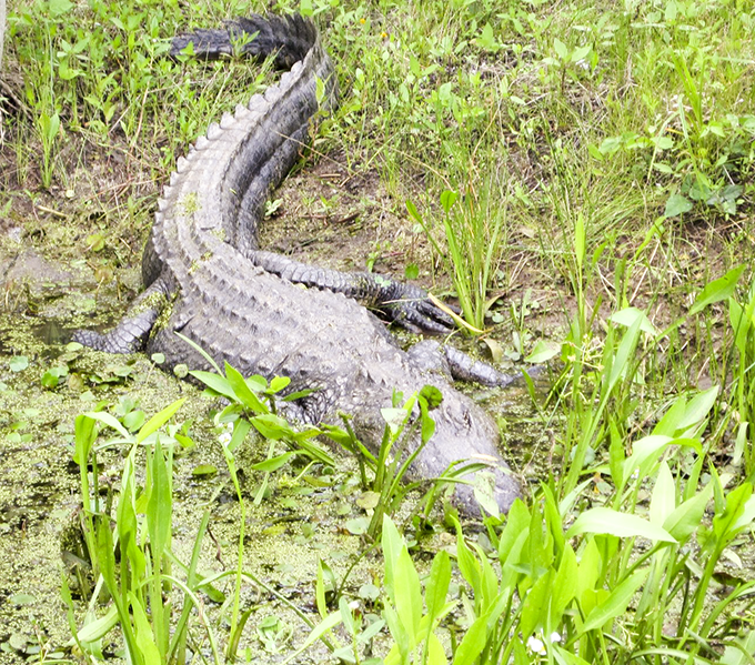 Alligator basking in sun, half submerged in swamp. 