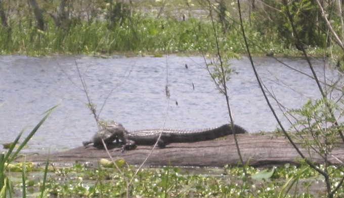Alligator and turtle laying on a fallen tree. 